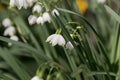 Summer snowflake Leucojum aestivum Royalty Free Stock Photo