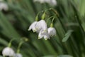 Summer snowflake Leucojum aestivum Royalty Free Stock Photo