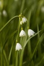 Summer Snowflake Royalty Free Stock Photo