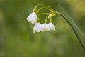 Summer snowflake, Leucojum aestivum Royalty Free Stock Photo