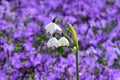 Summer snowflake or Loddon lily (lat.- Leucojum aestivum