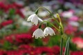 Summer snowflake or Loddon lily (lat.- Leucojum aestivum
