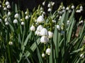 Summer snowflake or Loddon lily (leucojum aestivum) flowering with white pendant flowers with greenish marks Royalty Free Stock Photo