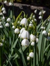 Summer snowflake or Loddon lily (leucojum aestivum) flowering with white pendant flowers with greenish marks Royalty Free Stock Photo