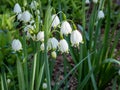 Summer snowflake or Loddon lily (leucojum aestivum) \'Gravetye Giant\' flowering with white pendant flowers Royalty Free Stock Photo