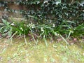 Summer Snowflake or Loddon Lily - Leucojum aestivum, Norfolk, England, UK
