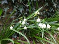 Summer Snowflake or Loddon Lily - Leucojum aestivum, Norfolk, England, UK