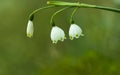 Summer Snowflake or Loddon Lily Royalty Free Stock Photo