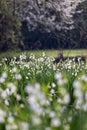 Summer Snowflake White Flowers Meadow Royalty Free Stock Photo