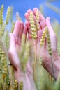 Summer spike in woman hands