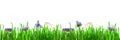 Summer, spring background of bright green grass with small delicate purple flowers and butterflies, moths, isolated on a white bac Royalty Free Stock Photo