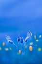 Summer spring background. Wild yellow flowers and beautiful blue butterflies.  Copy space. Royalty Free Stock Photo