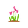 Summer And Spring Blossom Forest And Garden Pink Flowers Isolated On White Background. Nature Springtime Flower. Vector