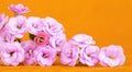 Summer, spring concept, pink flowers on orange background, web banner