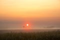 Summer spring dawn in a foggy flowering field