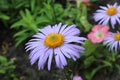 A summer spring flower like a chamomile with blue blue thin petals and a voluminous dark yellow middle close up with dew