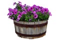 Summer / Spring flower pots isolated on a white background Royalty Free Stock Photo