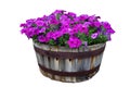 Summer / Spring flower pots isolated on a white background Royalty Free Stock Photo