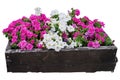 Summer / Spring flower pots isolated on a white background Royalty Free Stock Photo