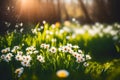 Summer or spring flowered background