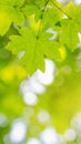 Summer spring landscape, banner - view of the maple leaves on the branch in the deciduous forest on a sunny day Royalty Free Stock Photo