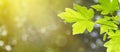 Summer spring landscape, banner - view of the maple leaves on the branch in the deciduous forest on a sunny day Royalty Free Stock Photo