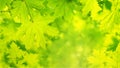 Summer spring landscape, banner - view of the maple leaves on the branches in the deciduous forest on a sunny day Royalty Free Stock Photo