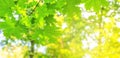 Summer spring landscape, banner - view of the maple leaves on the branches in the deciduous forest on a sunny day Royalty Free Stock Photo