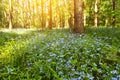 Summer, spring landscape with blue wild flowers in bloom on meadow in forest Royalty Free Stock Photo