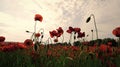 Summer and spring, landscape, poppy seed.