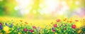 Summer spring natural flower background banner. Wildflowers on bright sunny day with beautiful bokeh. Sunny garden in sunlight on Royalty Free Stock Photo