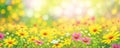 Summer spring natural flower background banner. Wildflowers on bright sunny day with beautiful bokeh. Sunny garden in sunlight on Royalty Free Stock Photo