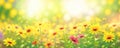 Summer spring natural flower background banner. Wildflowers on bright sunny day with beautiful bokeh. Sunny garden in sunlight on Royalty Free Stock Photo