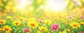 Summer spring natural flower background banner. Wildflowers on bright sunny day with beautiful bokeh. Sunny garden in sunlight on Royalty Free Stock Photo