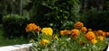 Summer spring neutral background with orange and yellow flowers against the backdrop of a green park Royalty Free Stock Photo