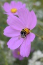 Summer spring pink flower sunny butterfly cosmos flowers