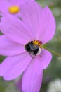 Summer spring pink flower sunny butterfly cosmos flowers