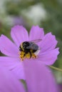 Summer spring pink flower sunny butterfly cosmos flowers