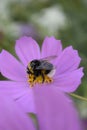 Summer spring pink flower sunny butterfly cosmos flowers