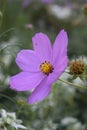 Summer spring pink flower sunny butterfly cosmos flowers