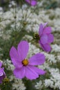 Summer spring pink flower sunny butterfly cosmos flowers