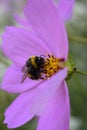 Summer spring pink flower sunny butterfly cosmos flowers