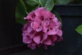 Summer spring pink flower sunny Hydrangea Royalty Free Stock Photo