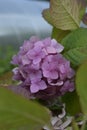 Summer spring pink flower sunny Hydrangea Royalty Free Stock Photo