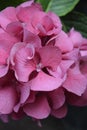 Summer spring pink flower sunny Hydrangea Royalty Free Stock Photo