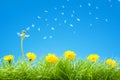 Summer / Spring Scene with Green Grass and Clear Blue Sky - Flying Dandelion Seeds Royalty Free Stock Photo