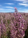 Clary meadow sage purple flowers field with beautiful clear blue sky and mountain hill in Valensole, Provence France