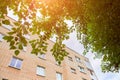 Summer or spring urban landscape - branches of a deciduous tree and a multi-storey residential building made of bricks in the Royalty Free Stock Photo