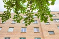 Summer or spring urban landscape - branches of a deciduous tree and a multi-storey residential building made of bricks in the Royalty Free Stock Photo