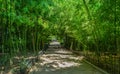 Green park with road, path to bamboo trees alley. Nice and comfortable great garden. Beauty nature landscape. Royalty Free Stock Photo